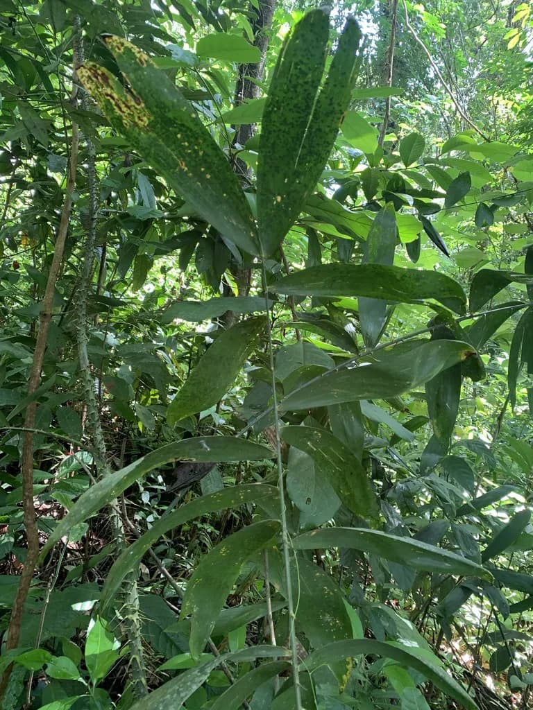 Botanical specimen of Calamus Viminalis.