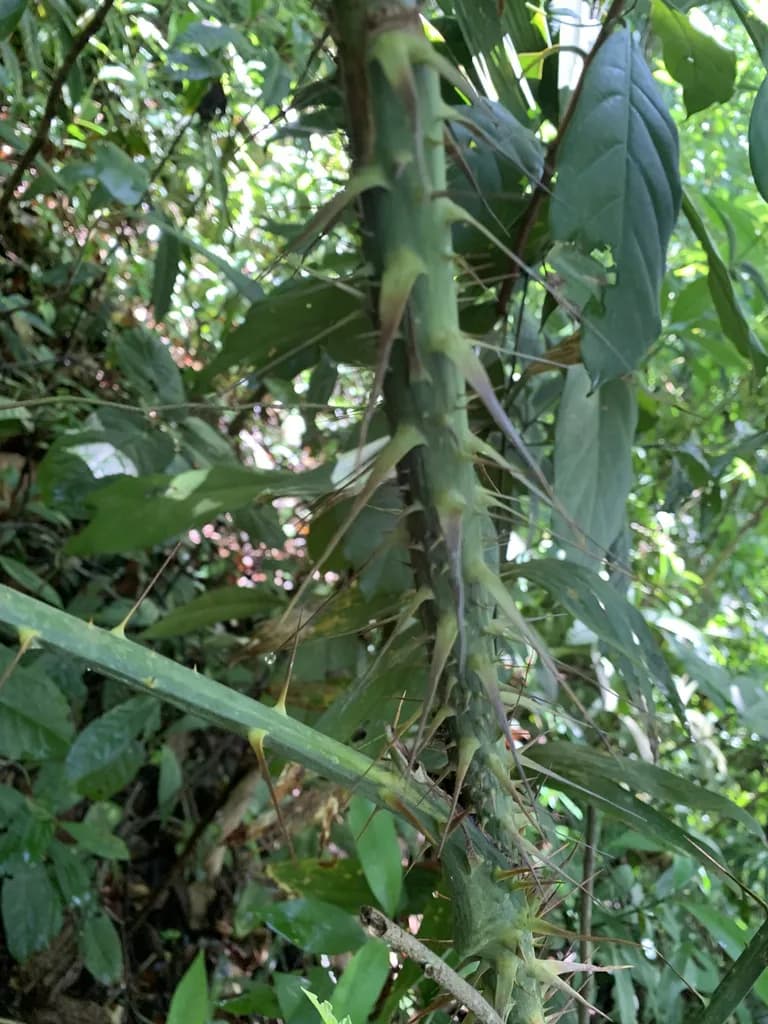 Botanical specimen of Calamus Viminalis.