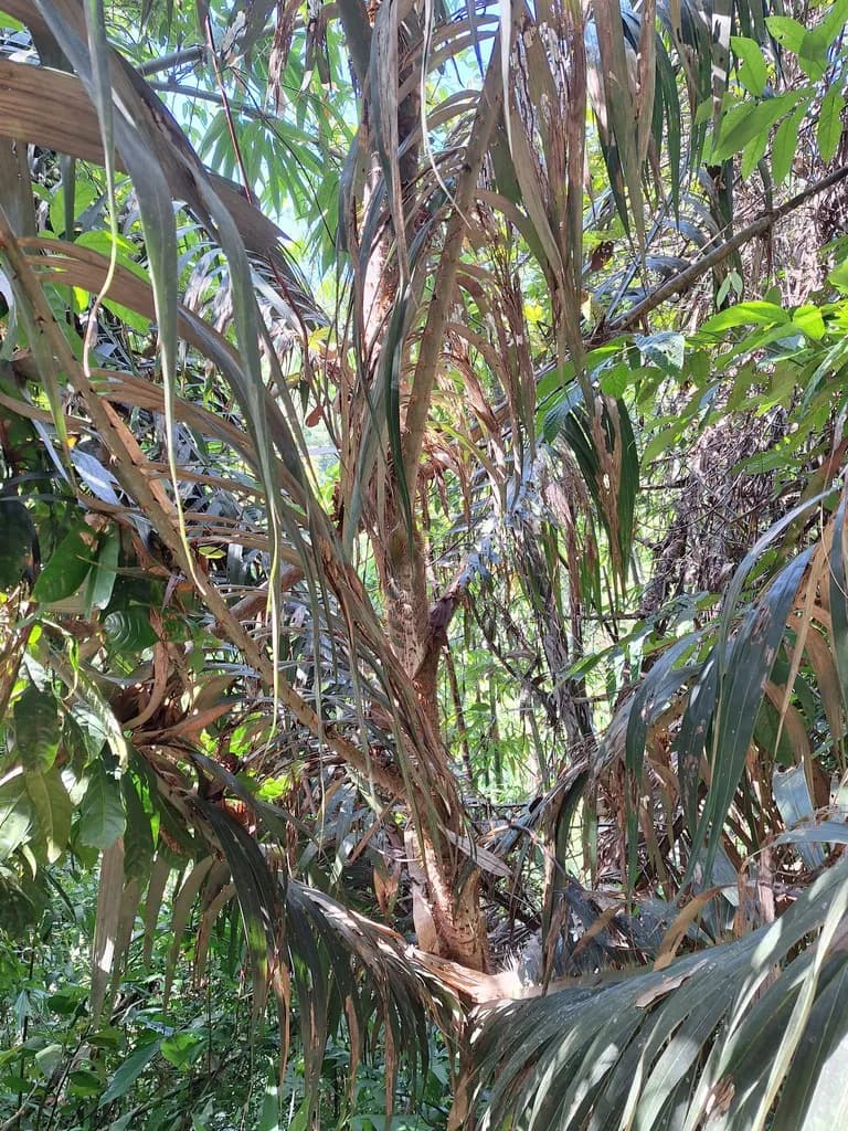 Botanical specimen of Calamus Viminalis.