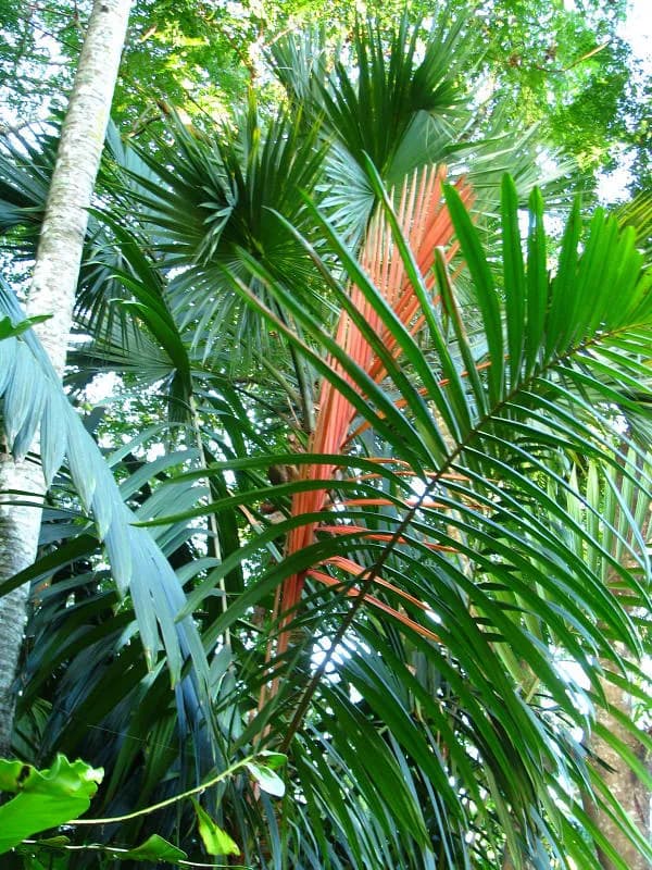 Botanical specimen of Calyptrocalyx Albertisianus.
