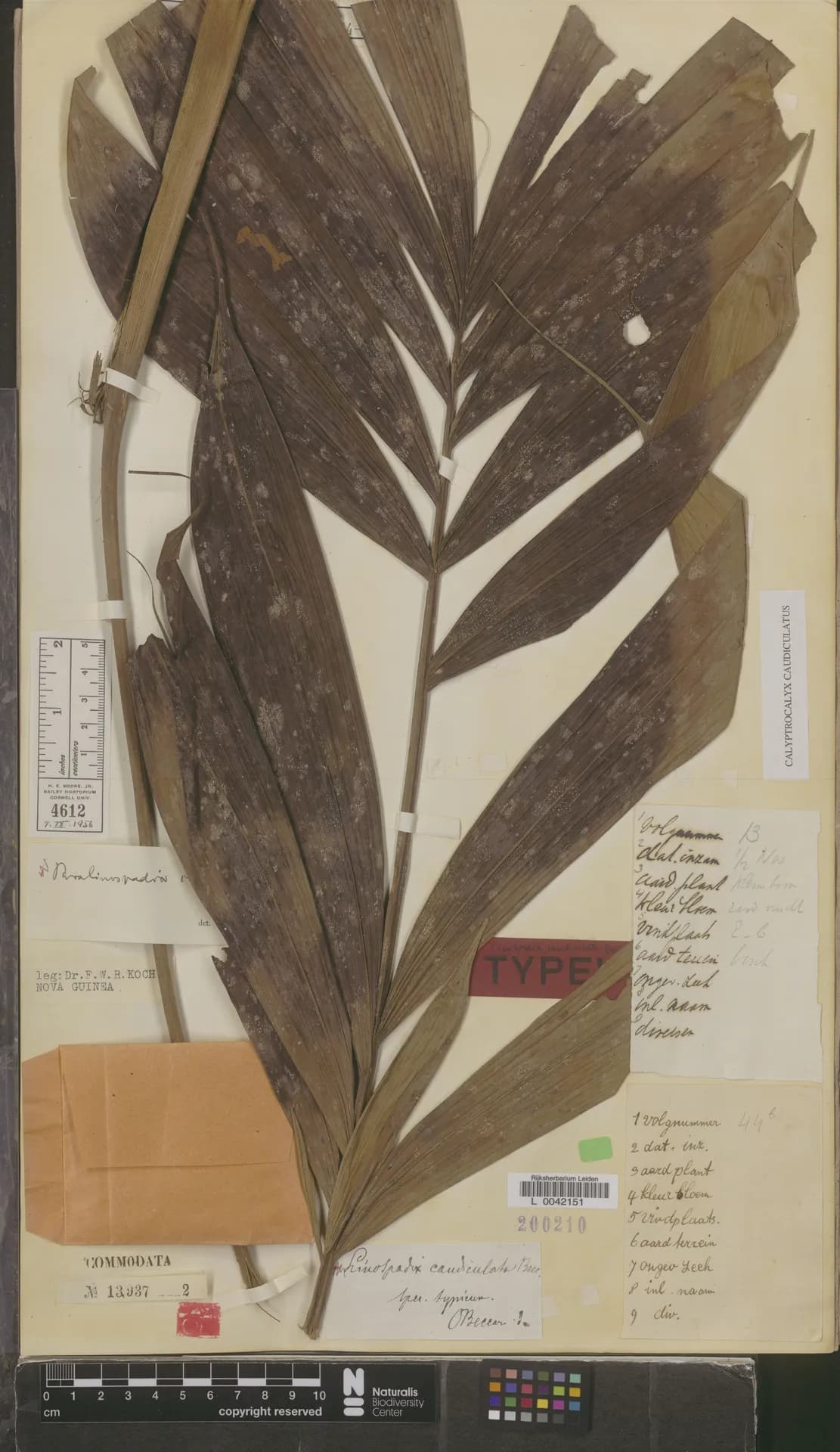 Botanical specimen of Calyptrocalyx Caudiculatus.