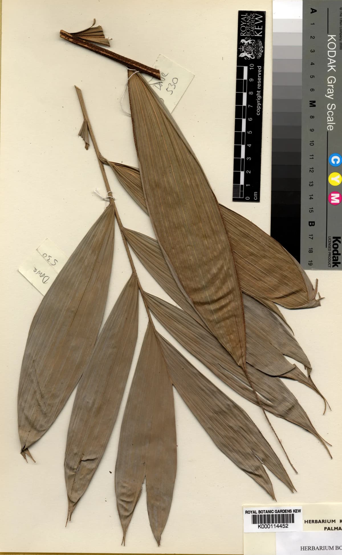 Botanical specimen of Calyptrocalyx Doxanthus.