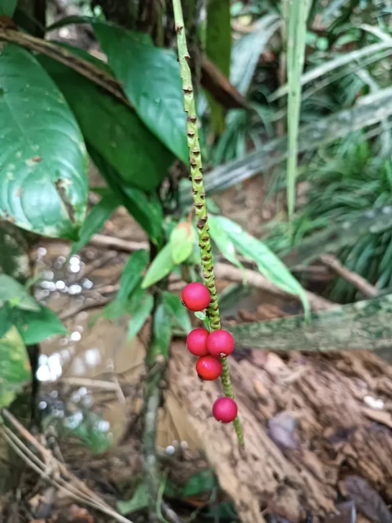 Botanical specimen of Calyptrocalyx Flabellatus.