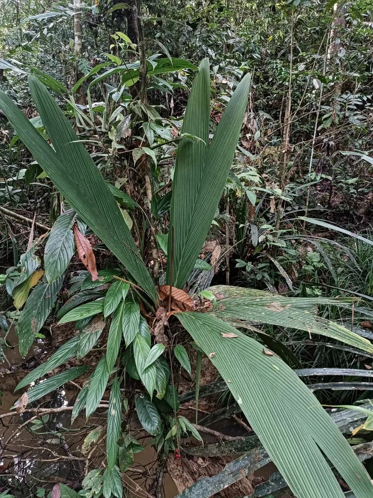 Botanical specimen of Calyptrocalyx Flabellatus.