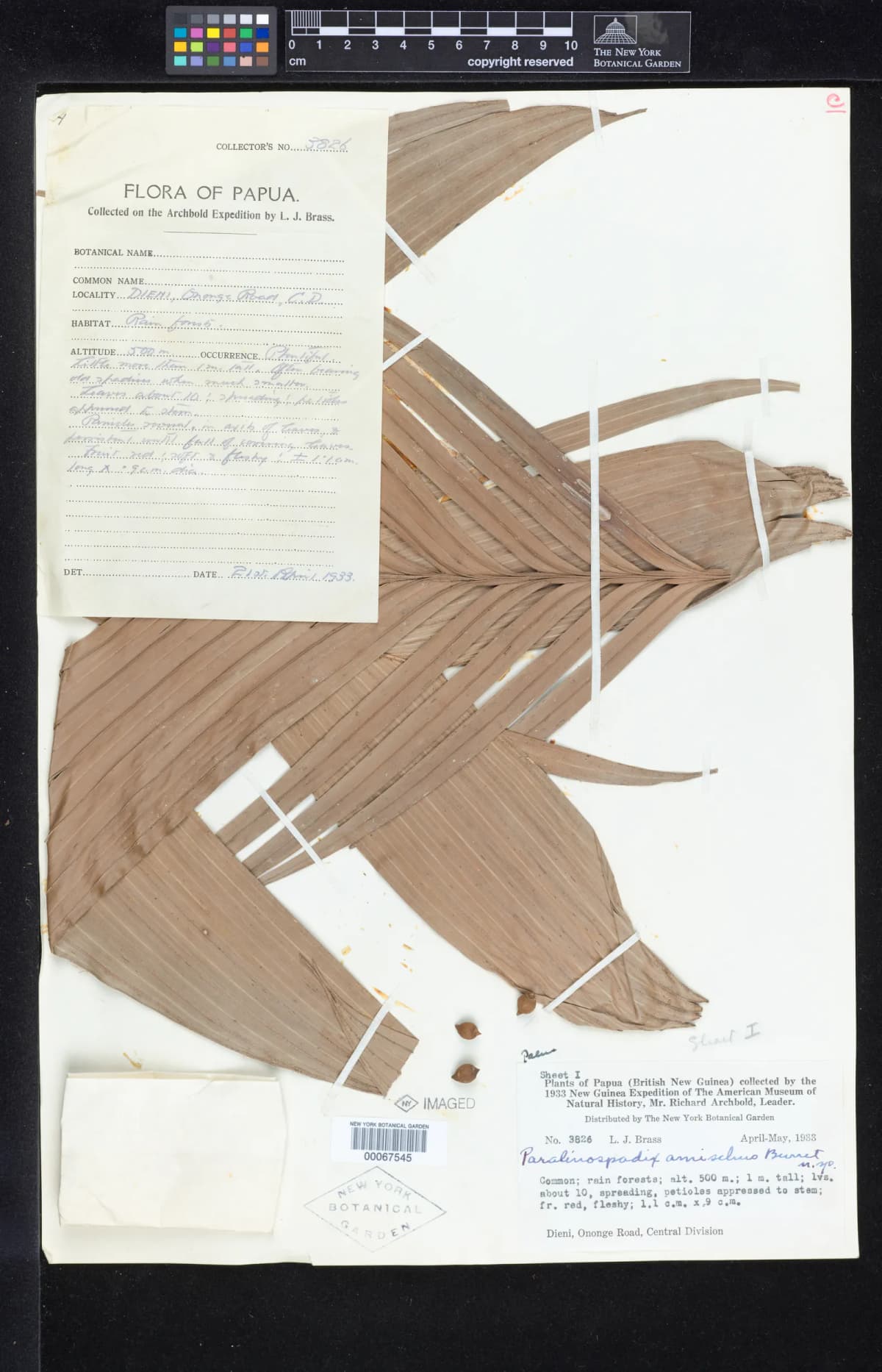 Botanical specimen of Calyptrocalyx Julianettii.