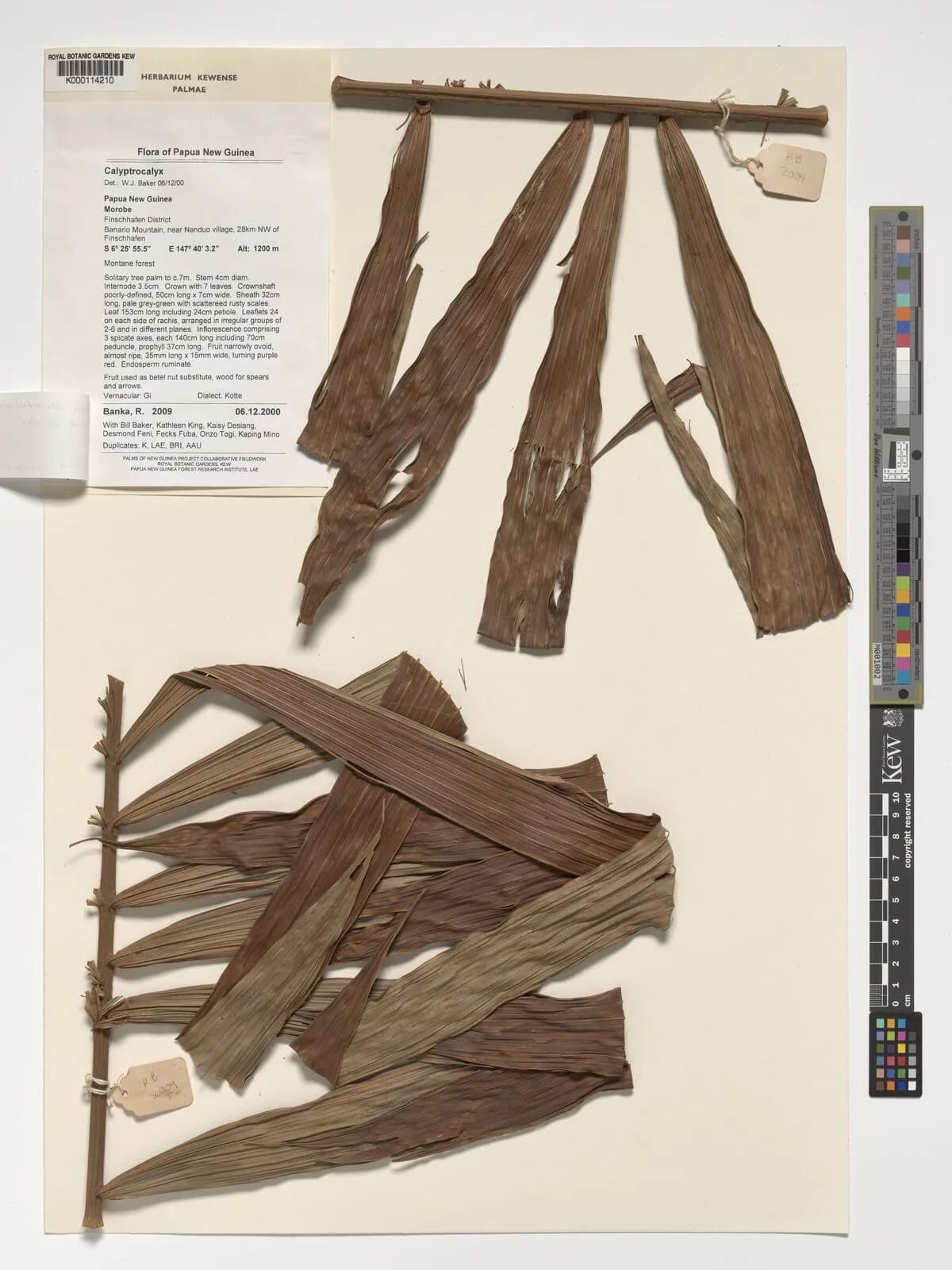 Botanical specimen of Calyptrocalyx Lauterbachianus.