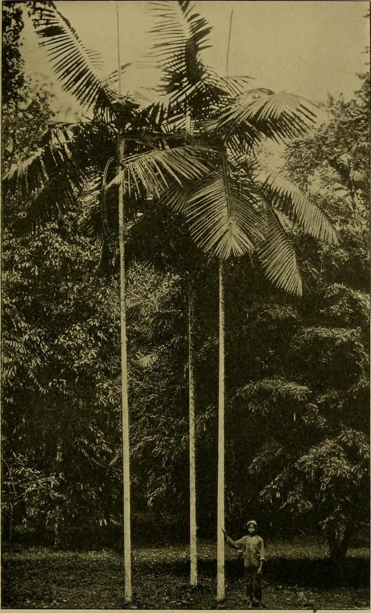 Botanical specimen of Calyptrocalyx Leptostachys.