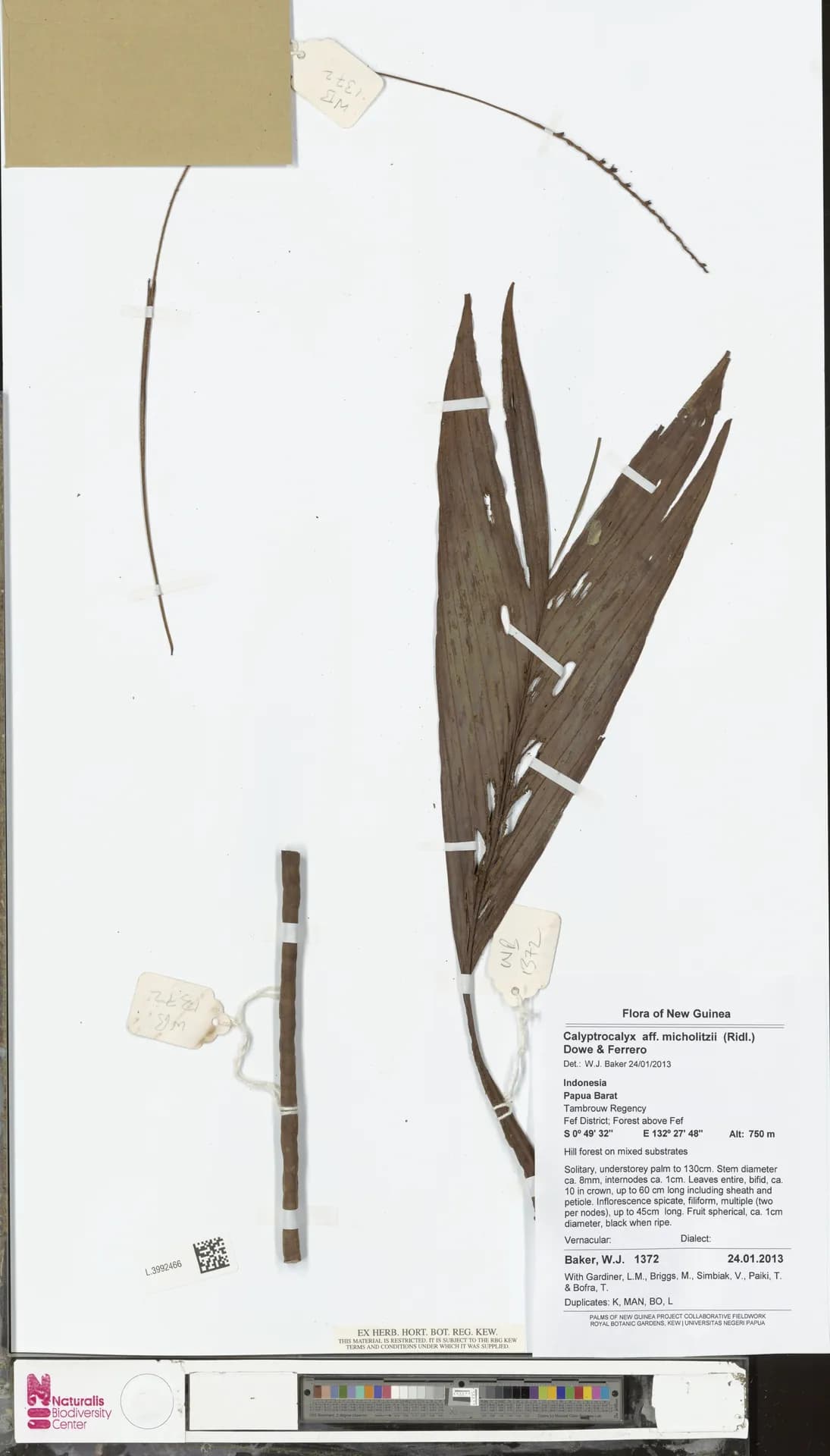 Botanical specimen of Calyptrocalyx Micholitzii.