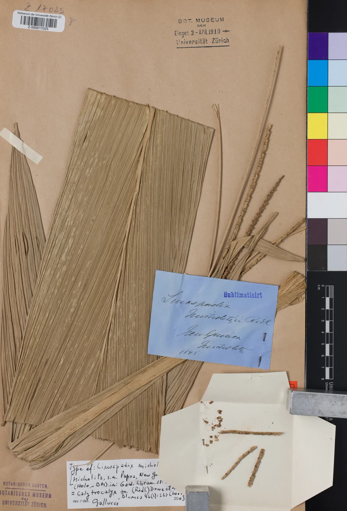 Botanical specimen of Calyptrocalyx Micholitzii.