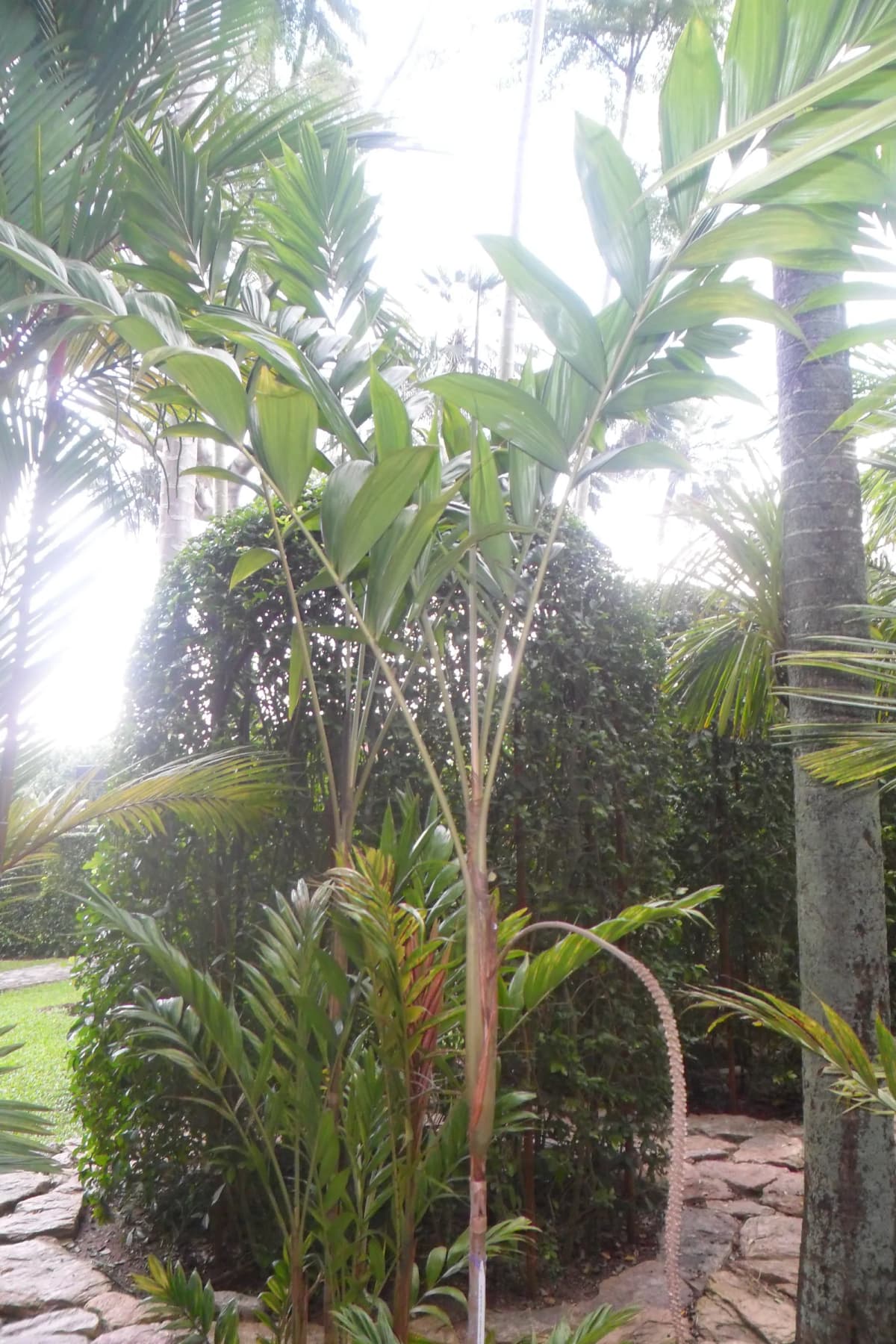 Botanical specimen of Calyptrocalyx Polyphyllus.