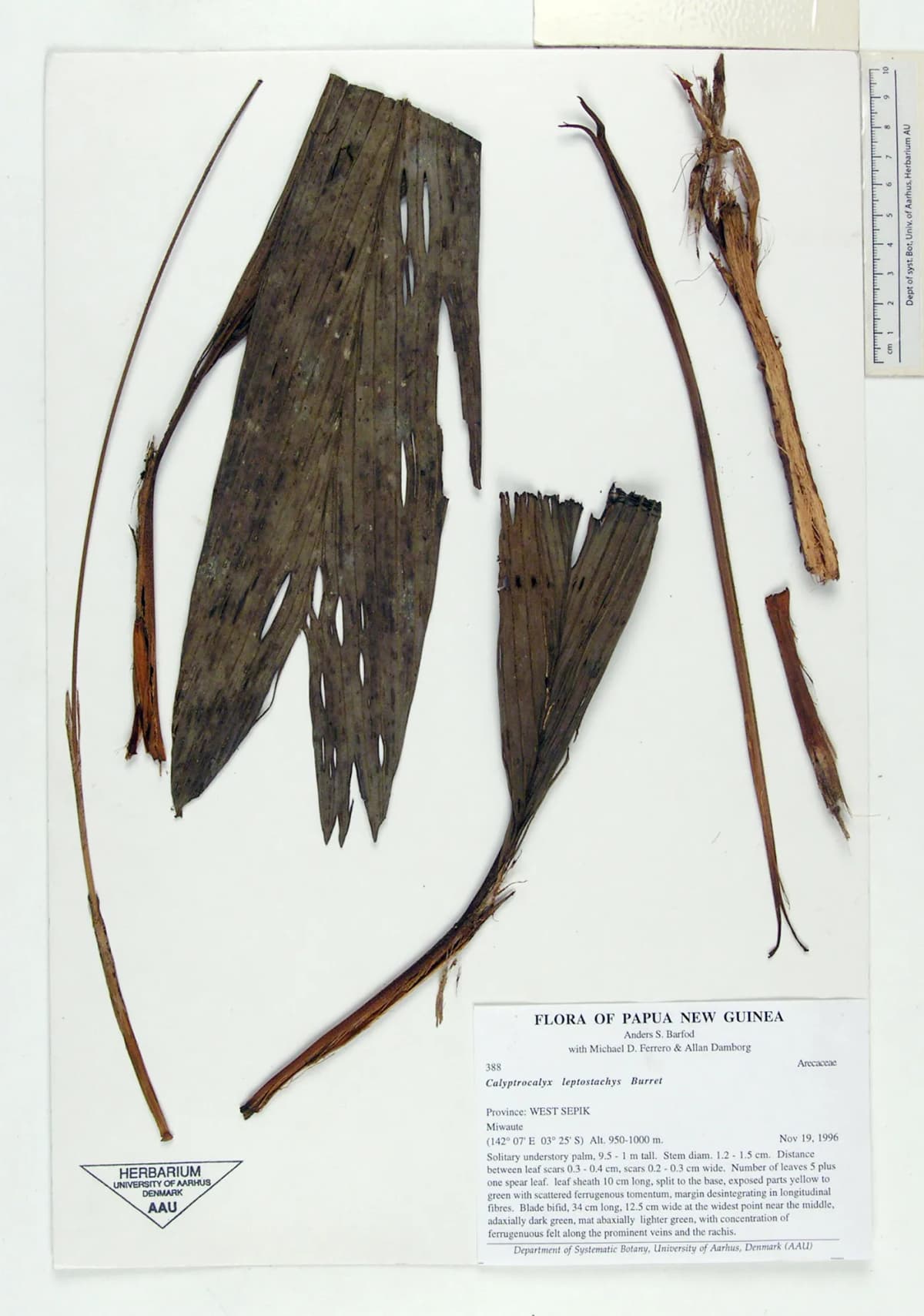 Botanical specimen of Calyptrocalyx Sessiliflorus.