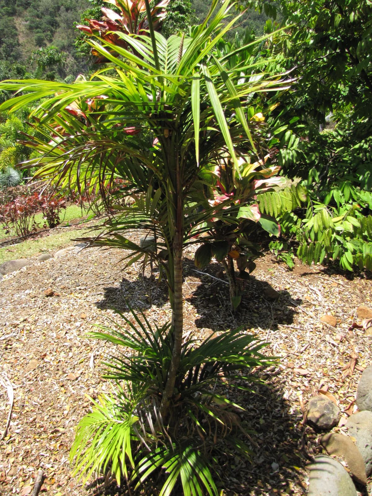 Botanical specimen of Calyptrocalyx Sp..