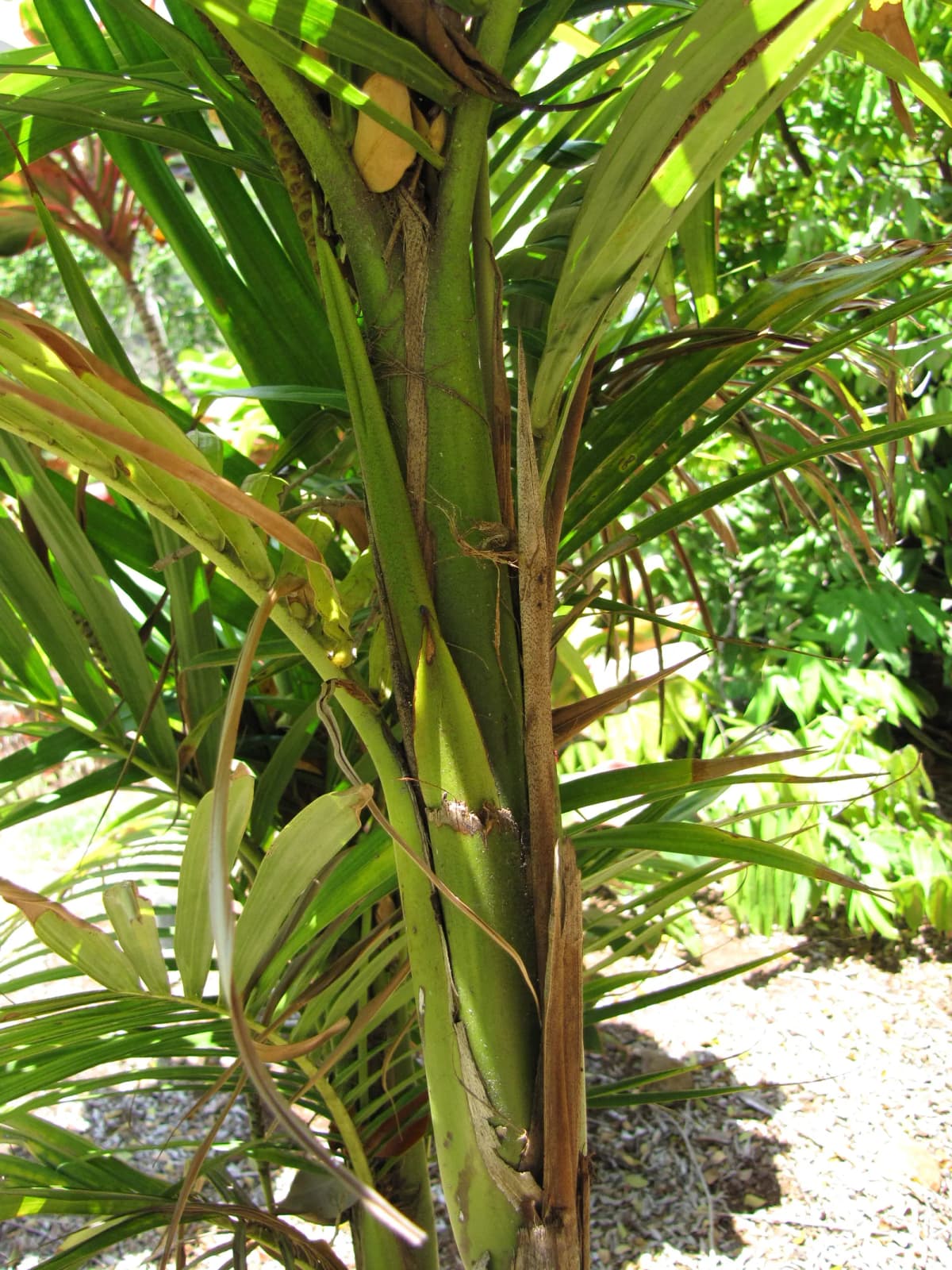Botanical specimen of Calyptrocalyx Sp..