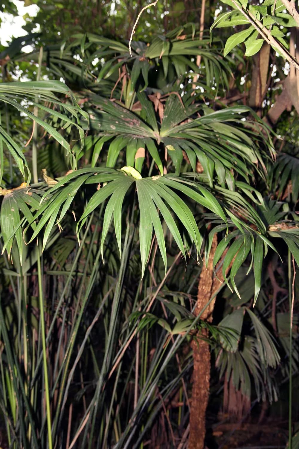 Botanical specimen of Carludovica Drudei.