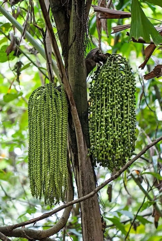 Botanical specimen of Caryota Mitis.