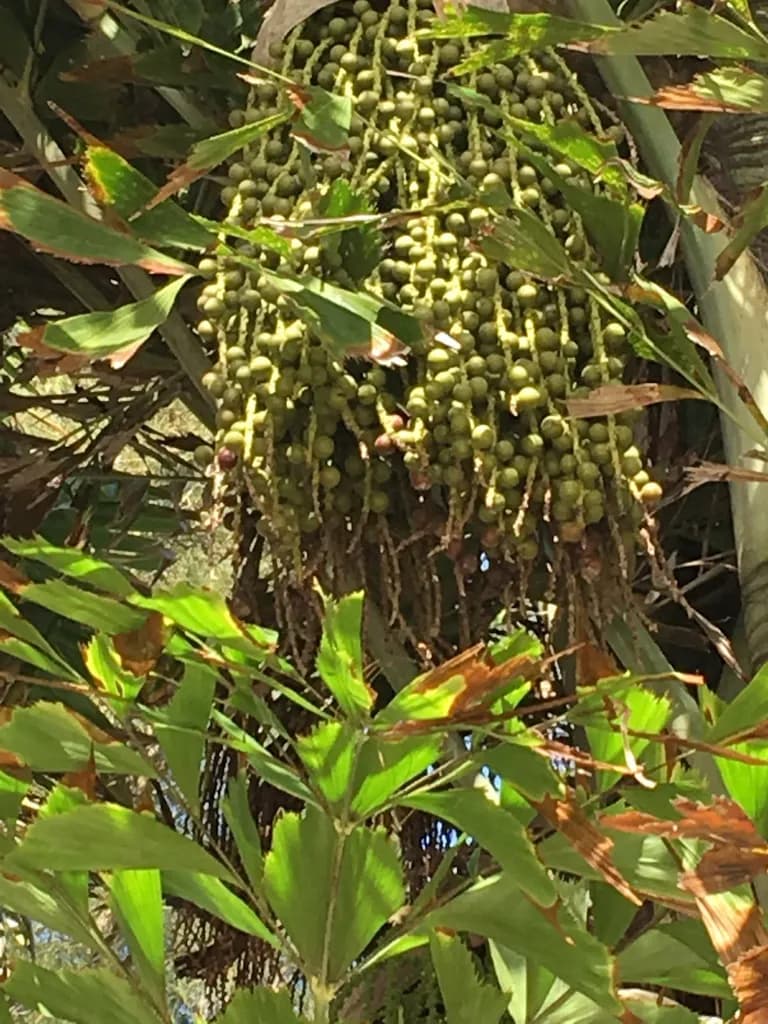 Botanical specimen of Caryota Mitis.