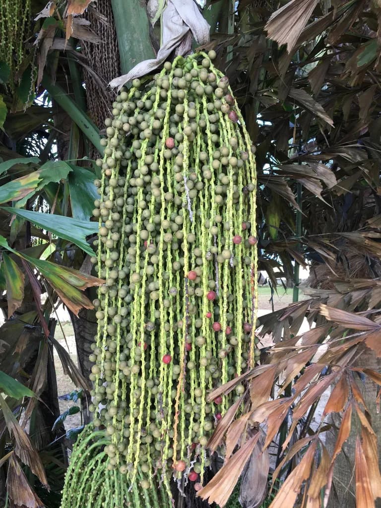 Botanical specimen of Caryota Mitis.