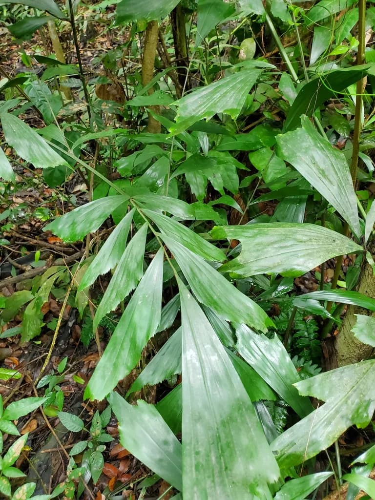 Botanical specimen of Caryota Mitis.