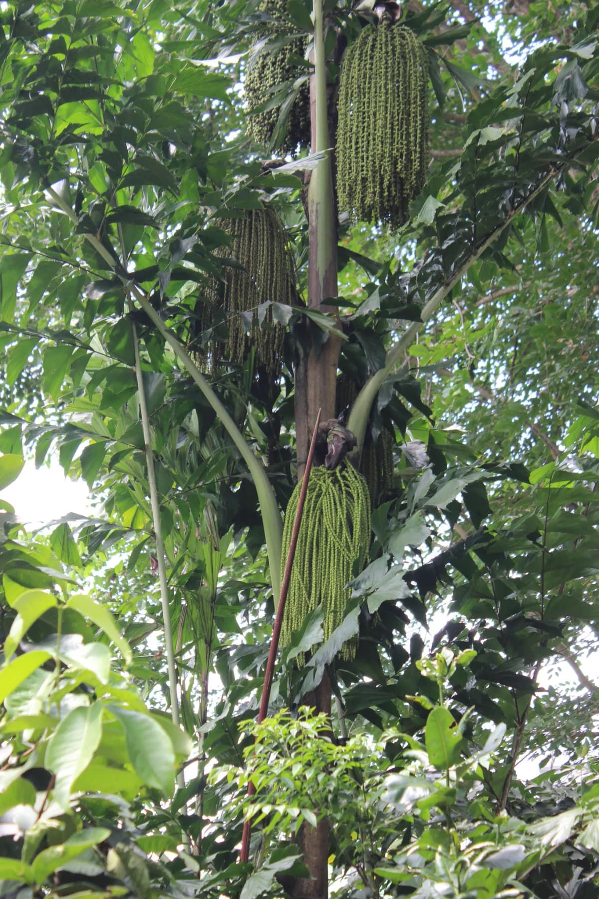 Botanical specimen of Caryota Mitis 'Variegata'.