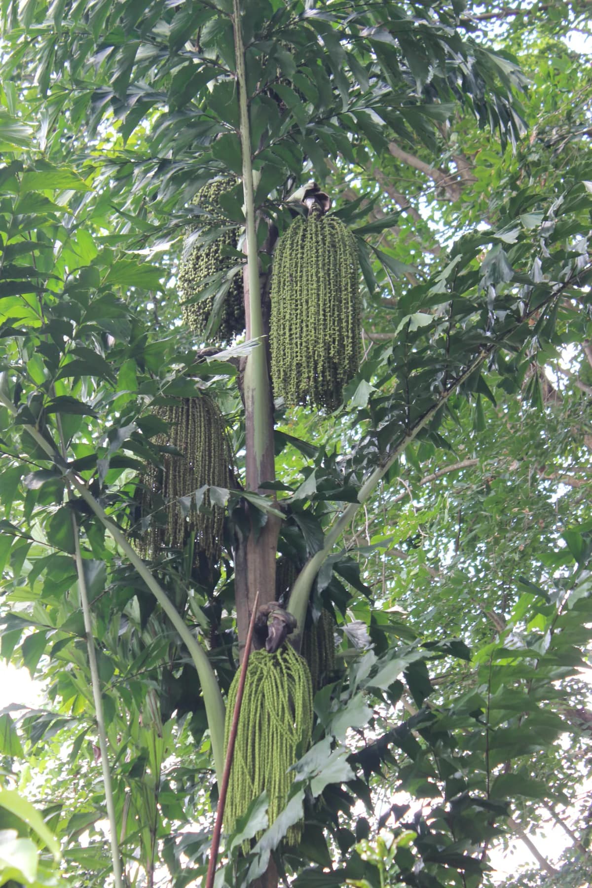 Botanical specimen of Caryota Mitis 'Variegata'.