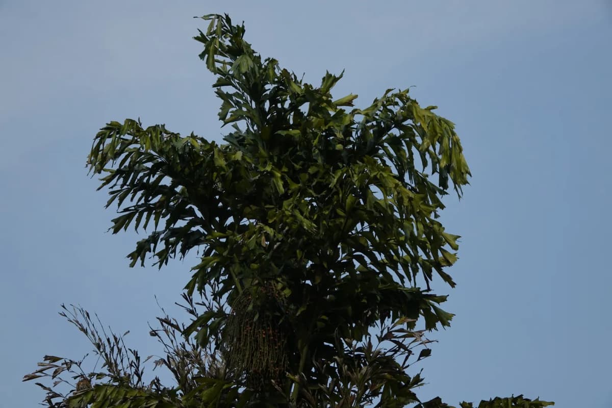 Botanical specimen of Caryota Mitis 'Variegata'.