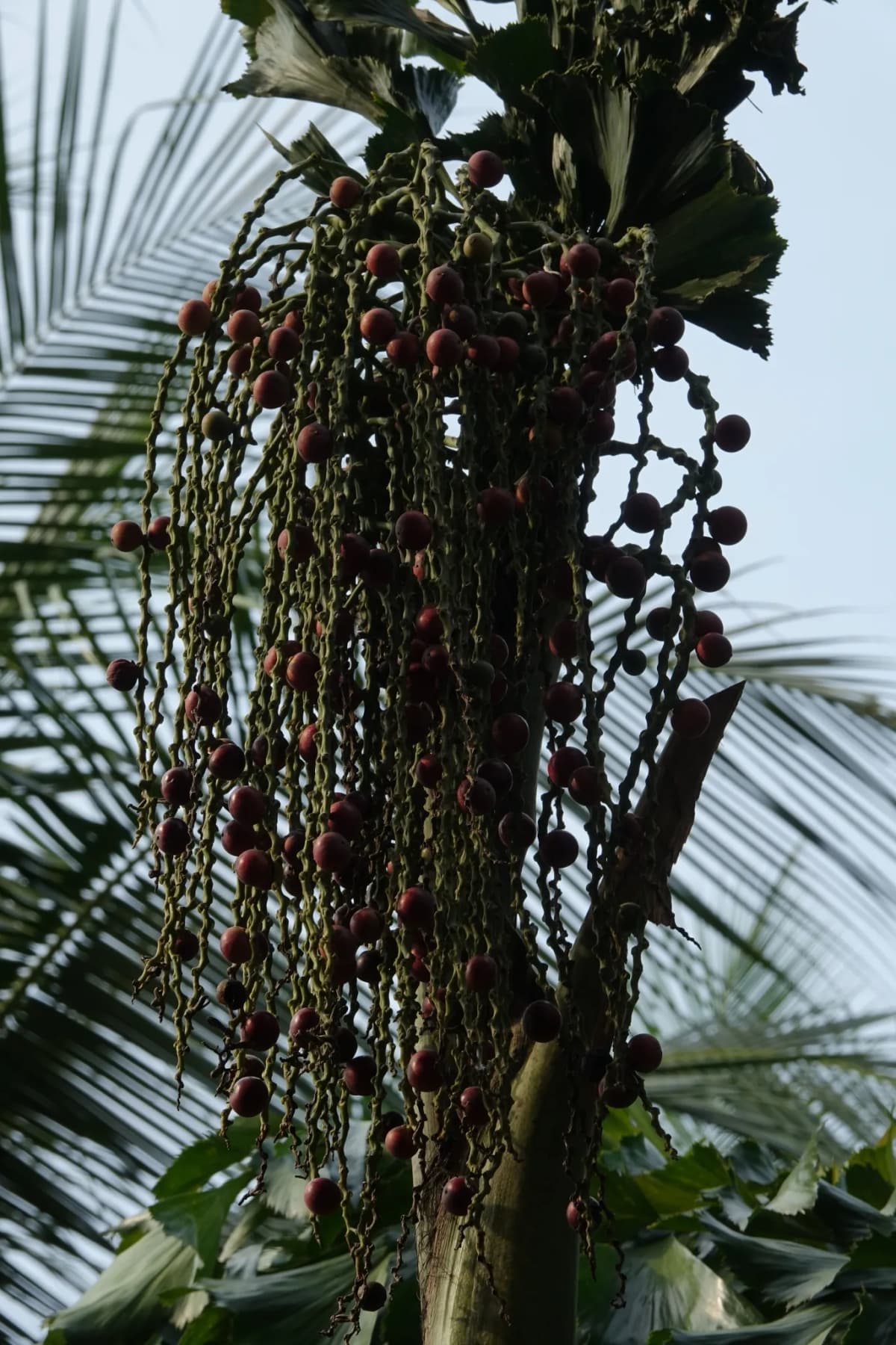 Botanical specimen of Caryota Mitis 'Variegata'.