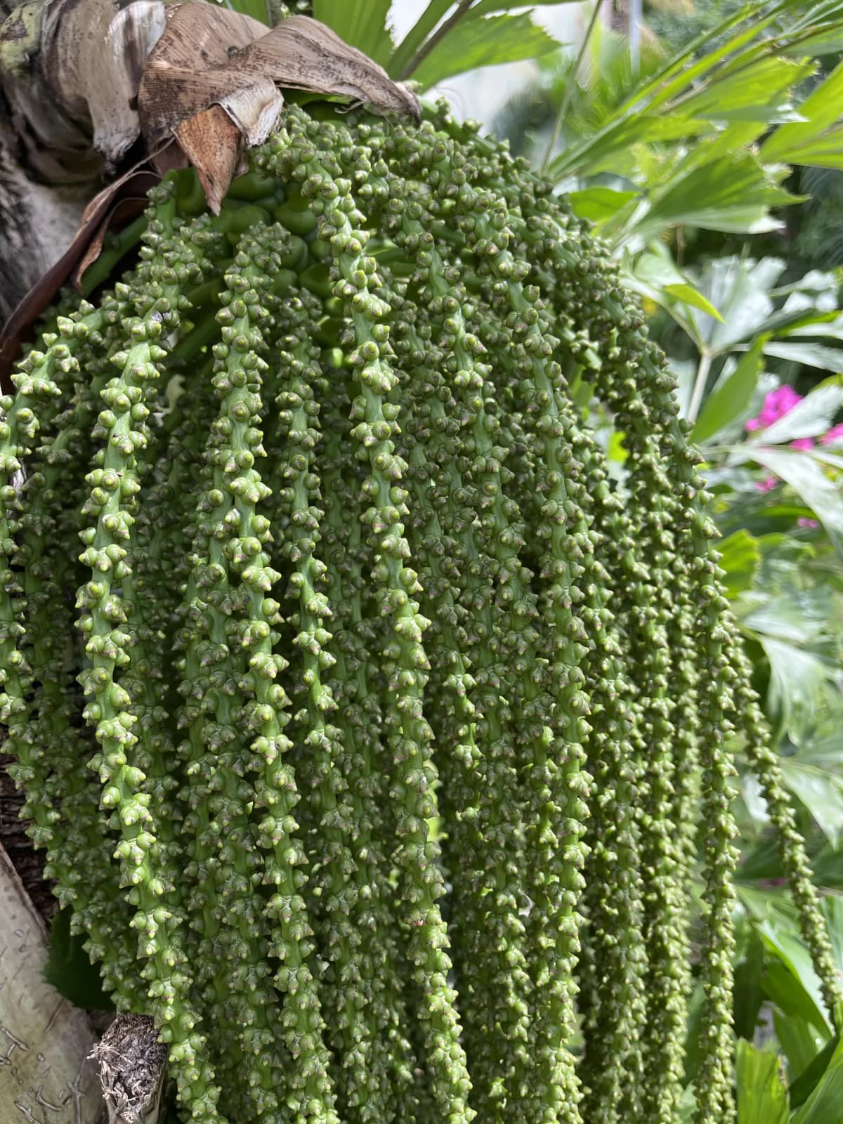 Botanical specimen of Caryota Mitis 'Variegata'.