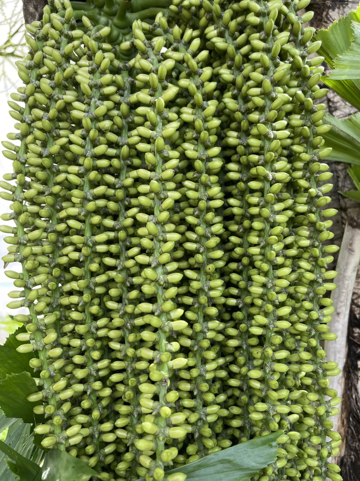 Botanical specimen of Caryota Mitis 'Variegata'.