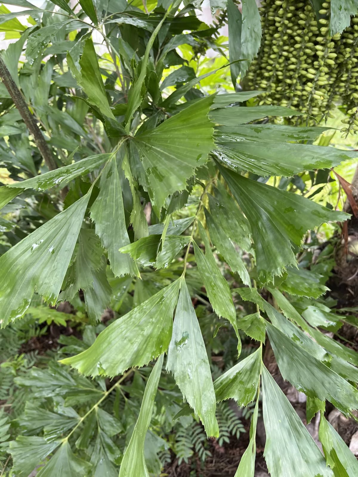 Botanical specimen of Caryota Mitis 'Variegata'.