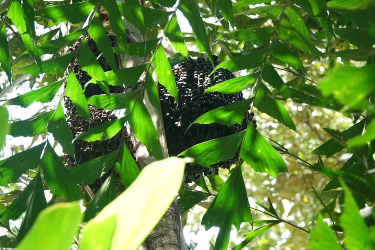 Botanical specimen of Caryota Mitis 'Variegata'.