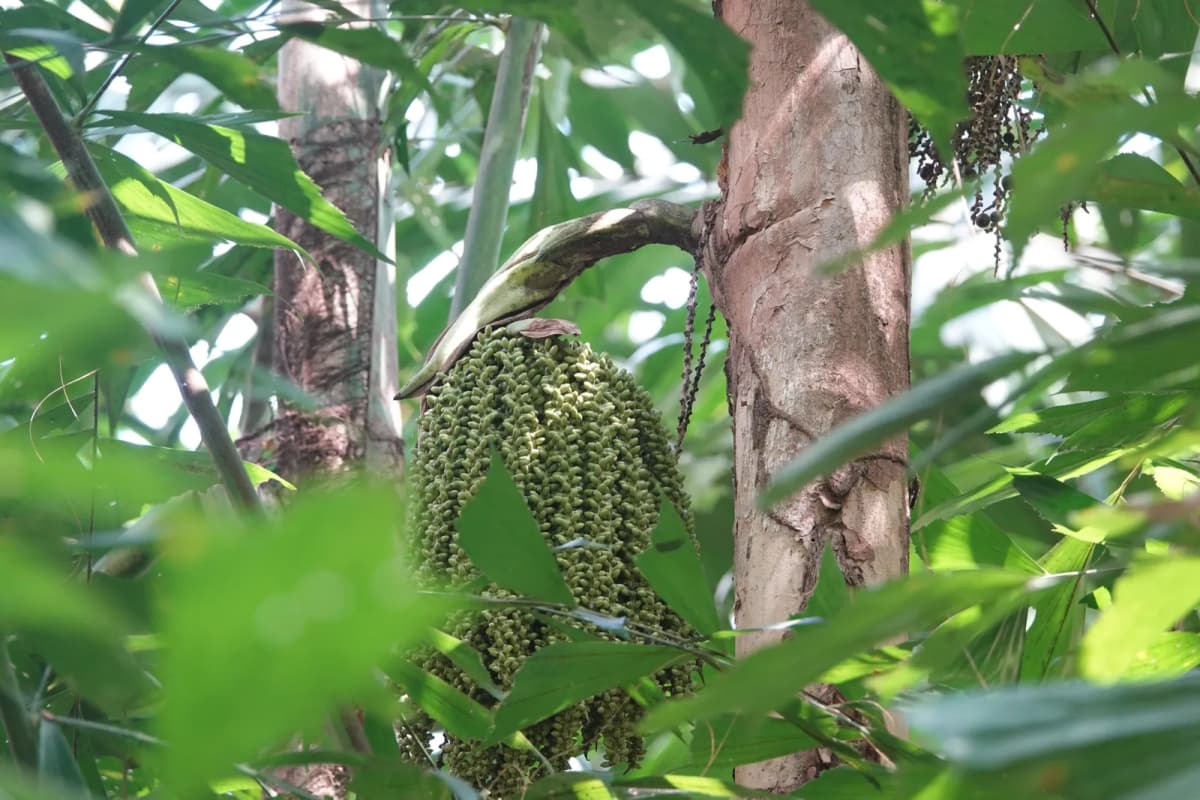 Botanical specimen of Caryota Mitis 'Variegata'.