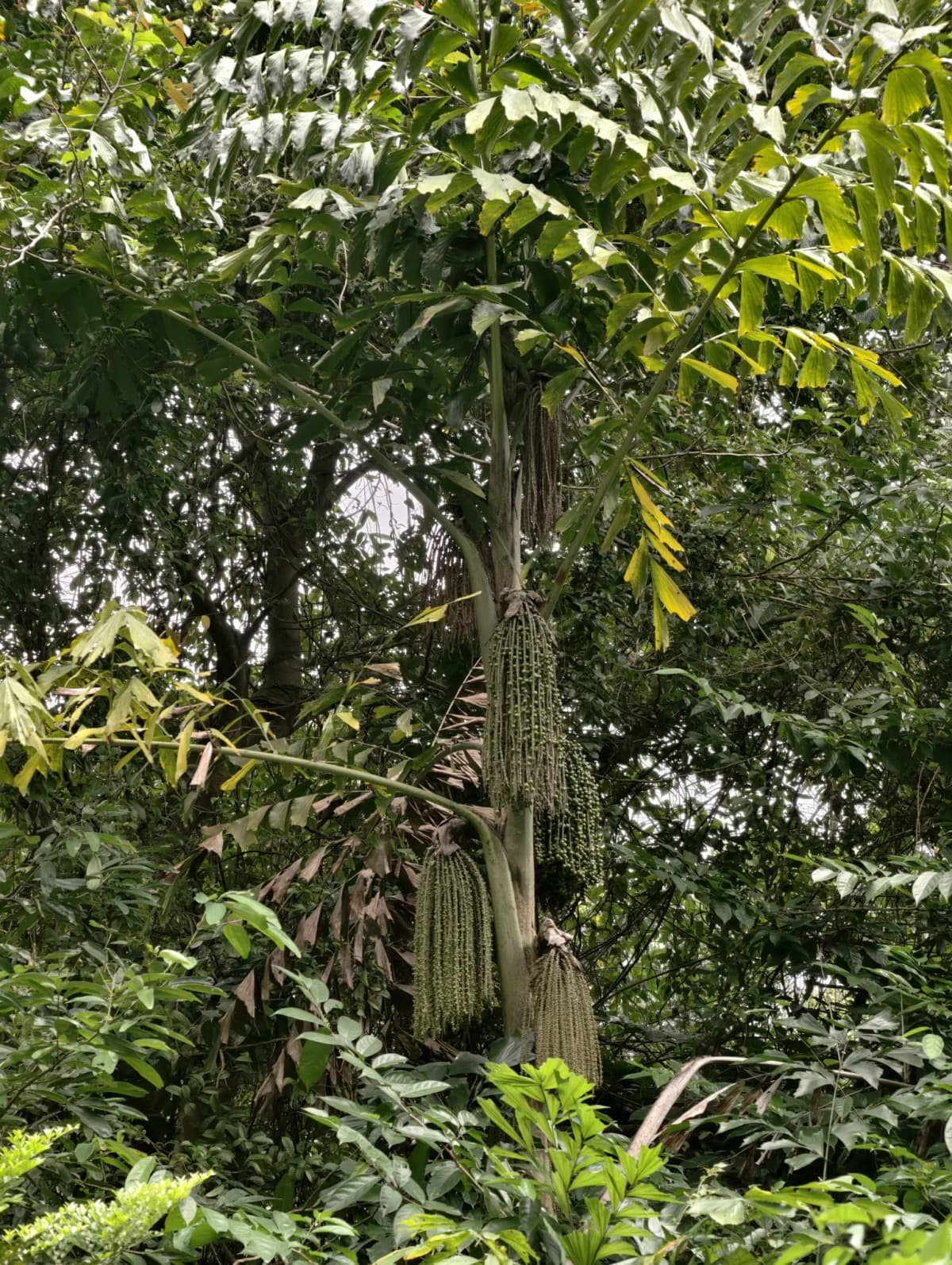 Botanical specimen of Caryota Mitis 'Variegata'.