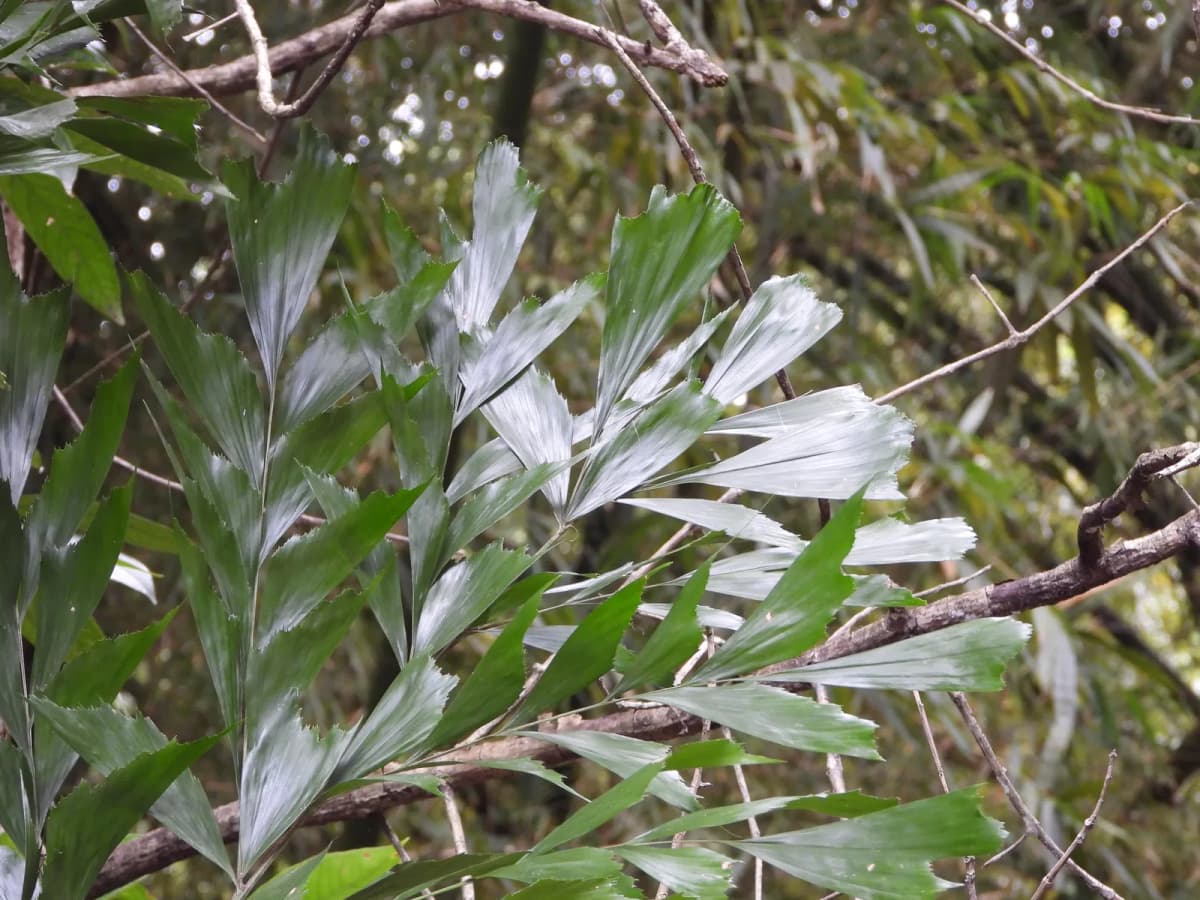 Botanical specimen of Caryota Mitis 'Variegata'.