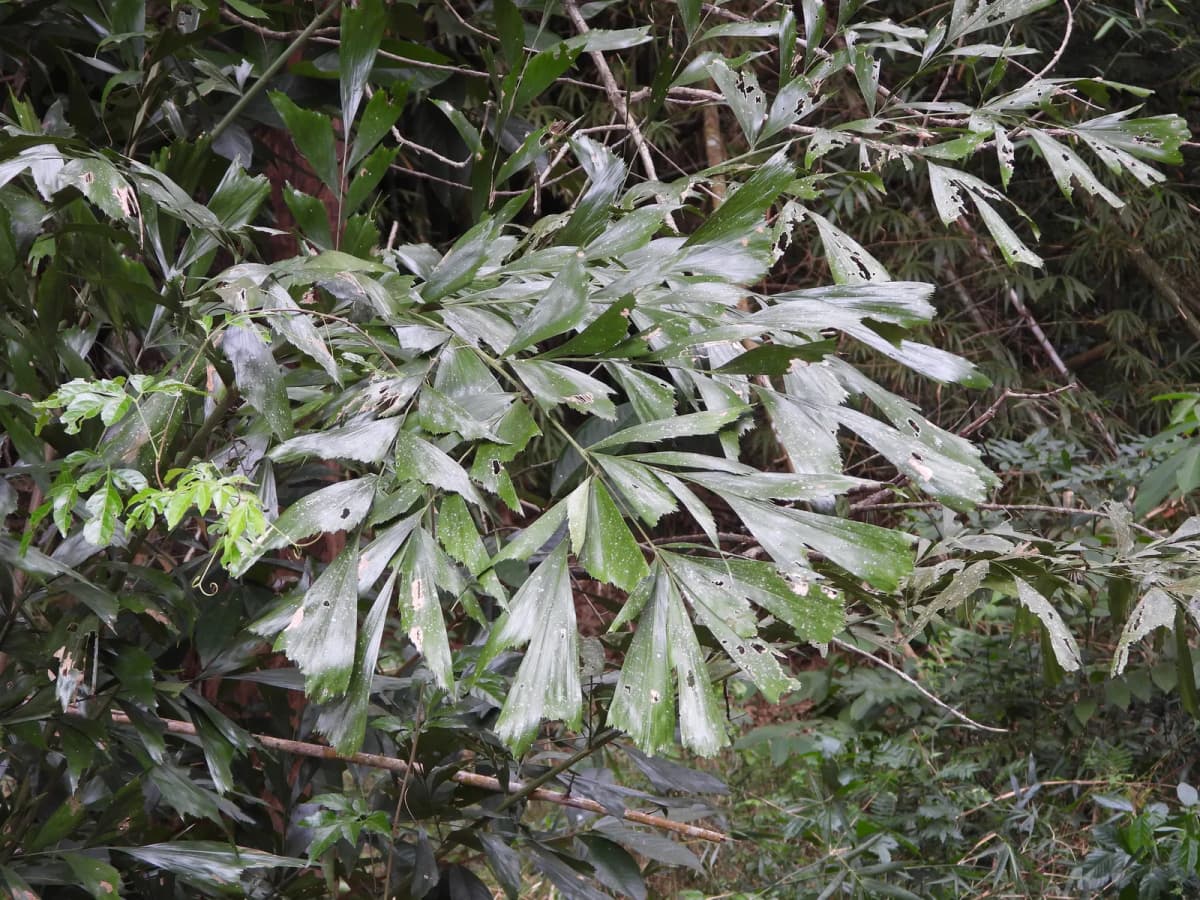 Botanical specimen of Caryota Mitis 'Variegata'.