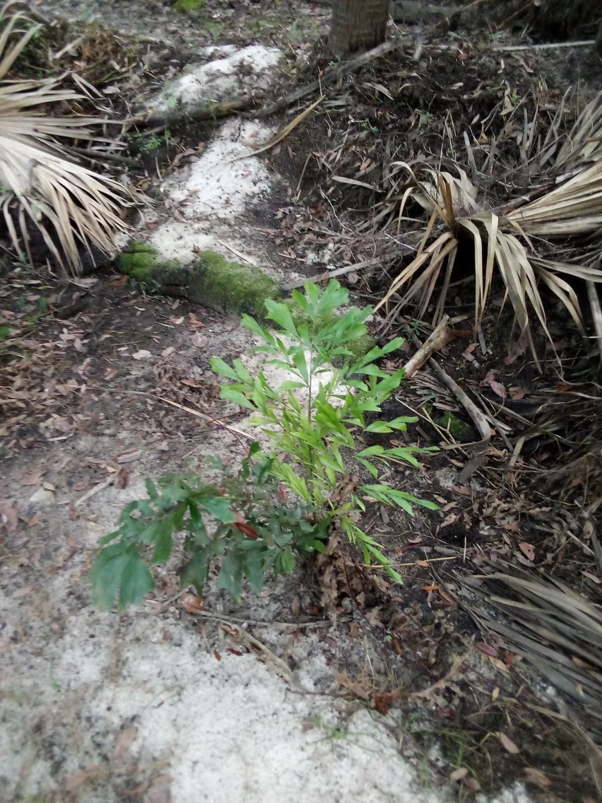 Botanical specimen of Caryota Mitis 'Variegata'.