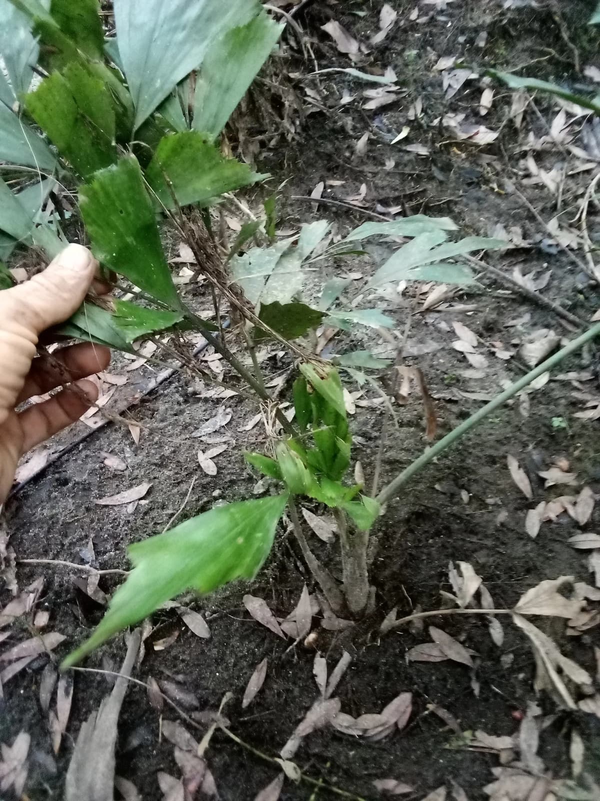 Botanical specimen of Caryota Mitis 'Variegata'.