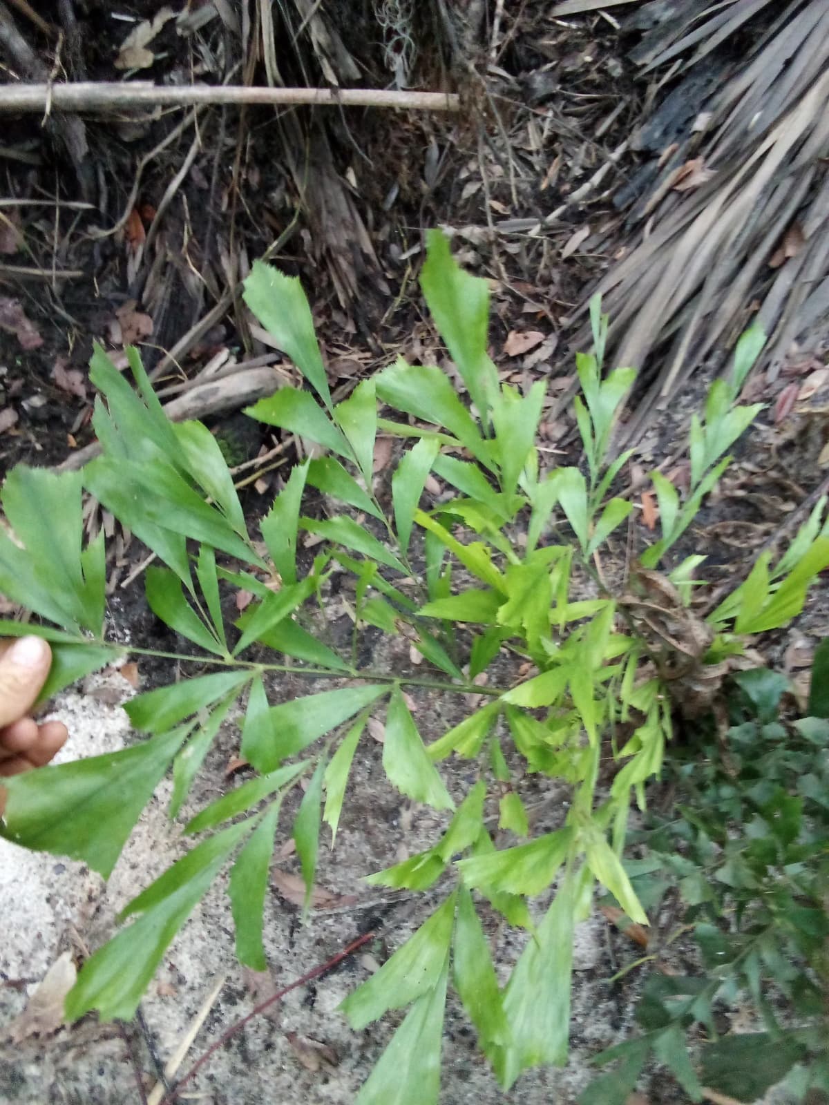 Botanical specimen of Caryota Mitis 'Variegata'.