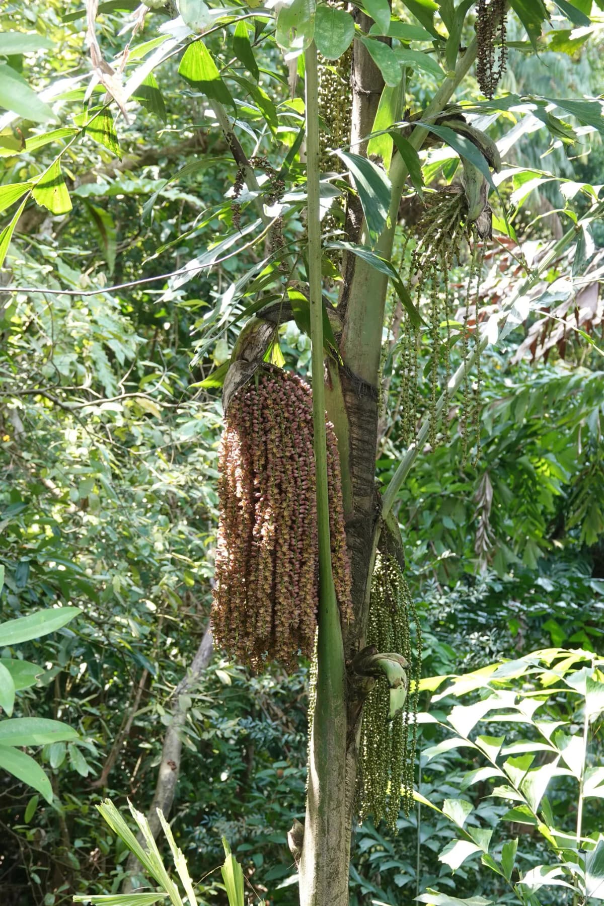 Botanical specimen of Caryota Mitis 'Variegata'.