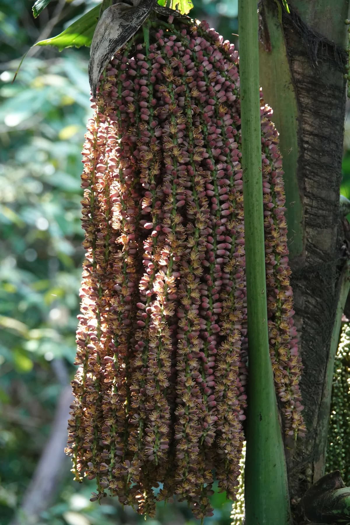 Botanical specimen of Caryota Mitis 'Variegata'.