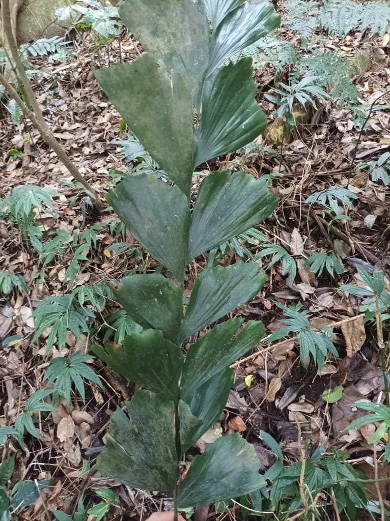 Botanical specimen of Caryota Ophiopellis.