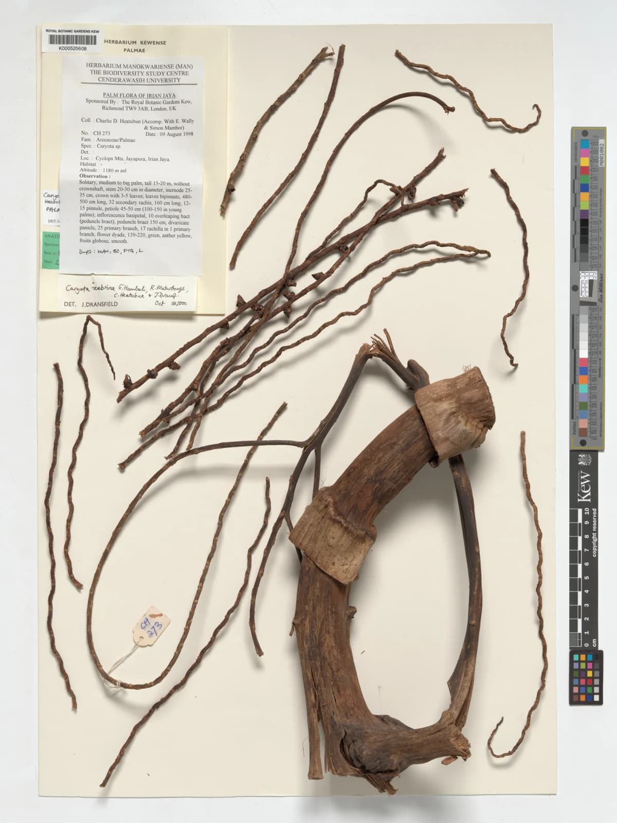 Botanical specimen of Caryota Zebrina.