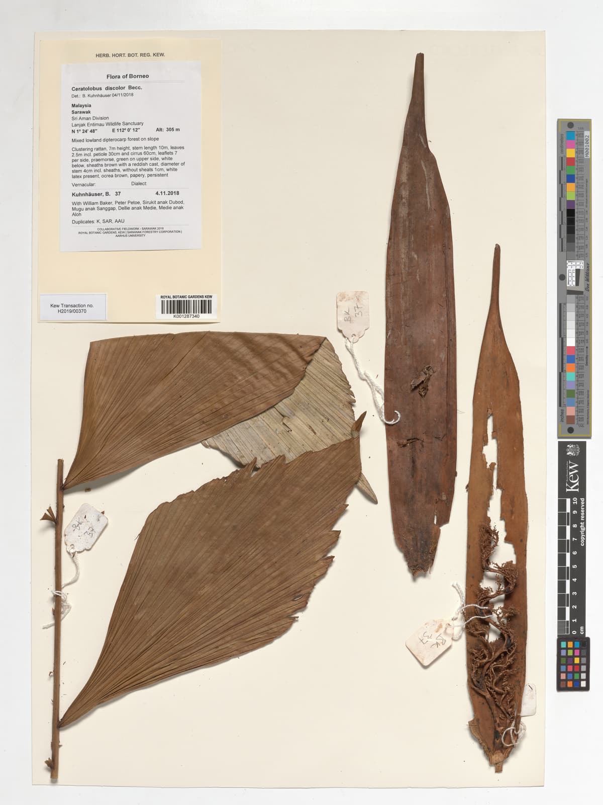 Botanical specimen of Ceratolobus Discolor.
