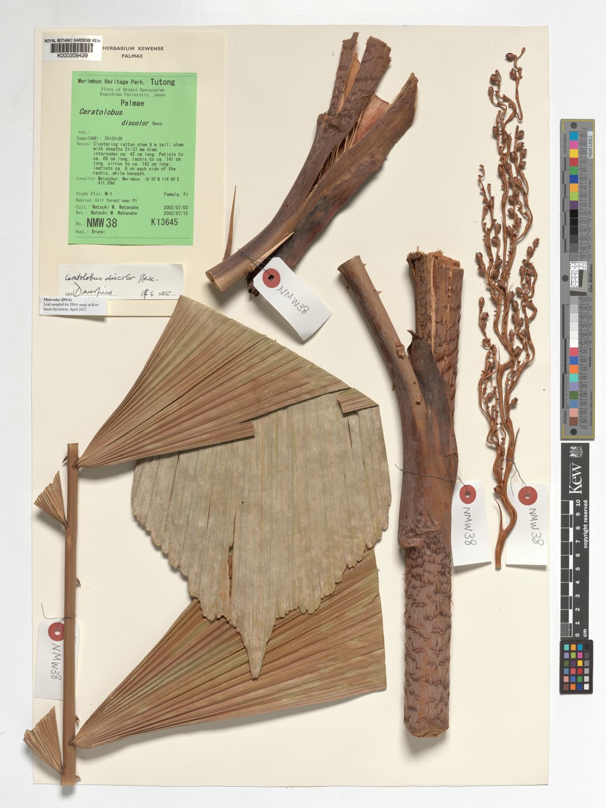 Botanical specimen of Ceratolobus Kingianus.