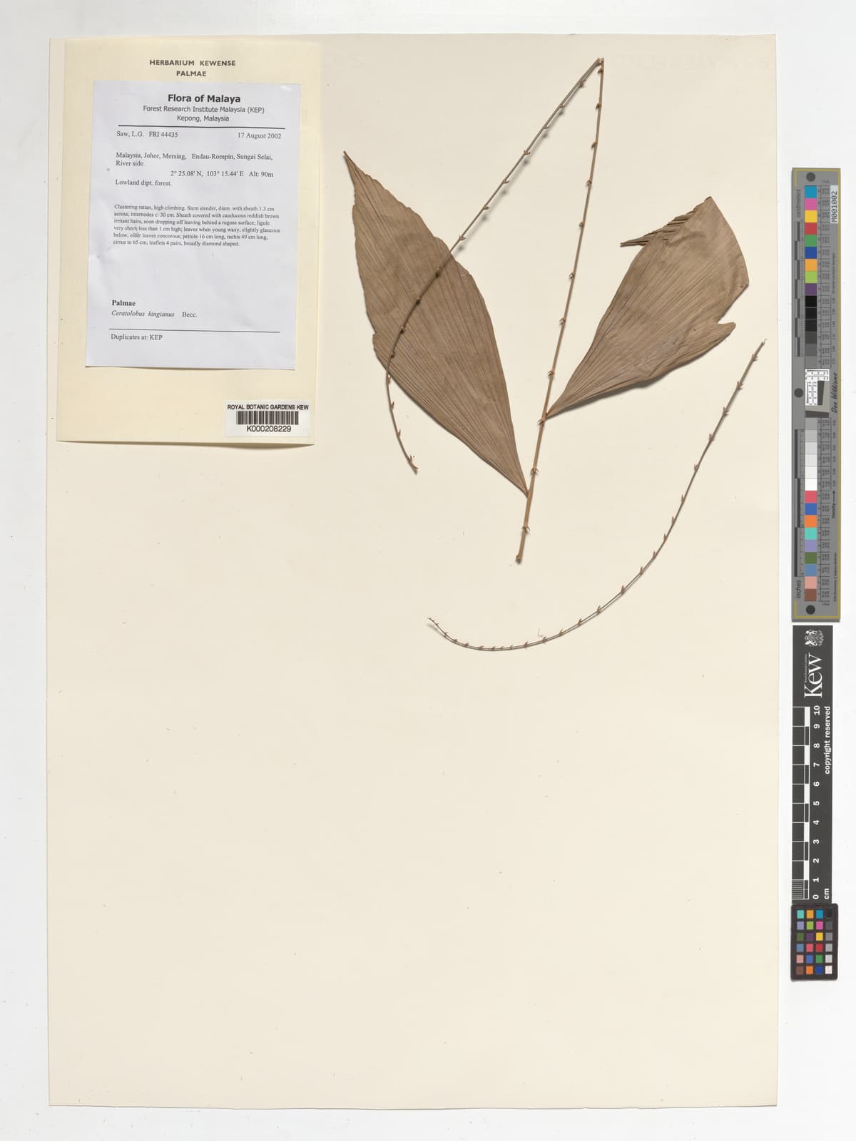 Botanical specimen of Ceratolobus Kingianus.