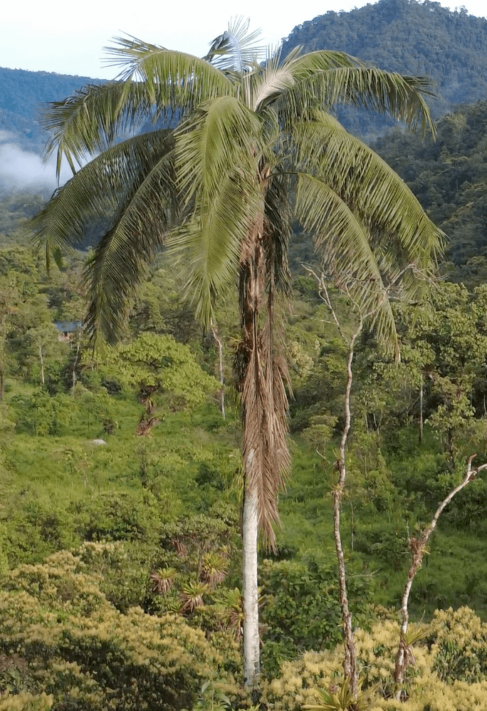 Botanical specimen of Ceroxylon Echinulatum.