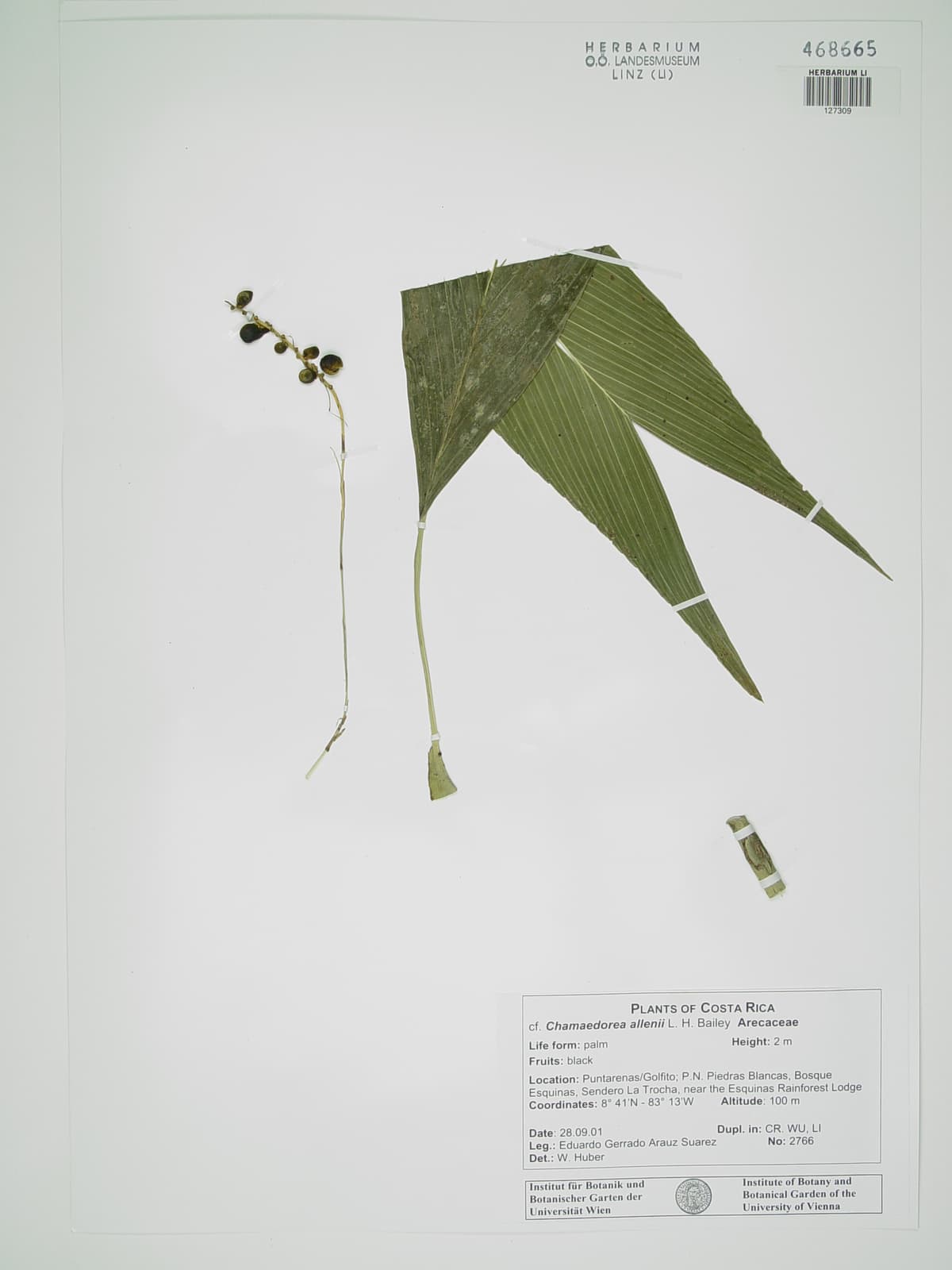 Botanical specimen of Chamaedorea Allenii.