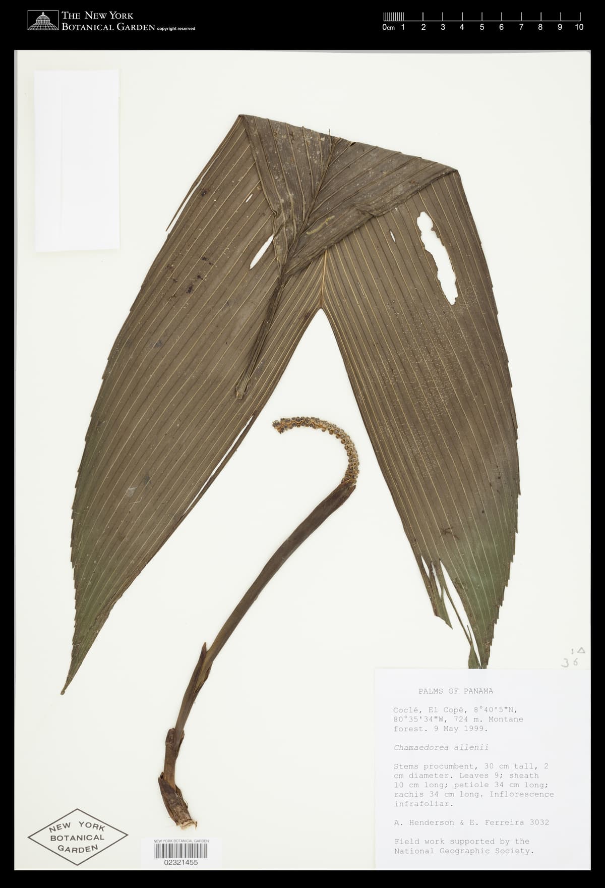 Botanical specimen of Chamaedorea Allenii.