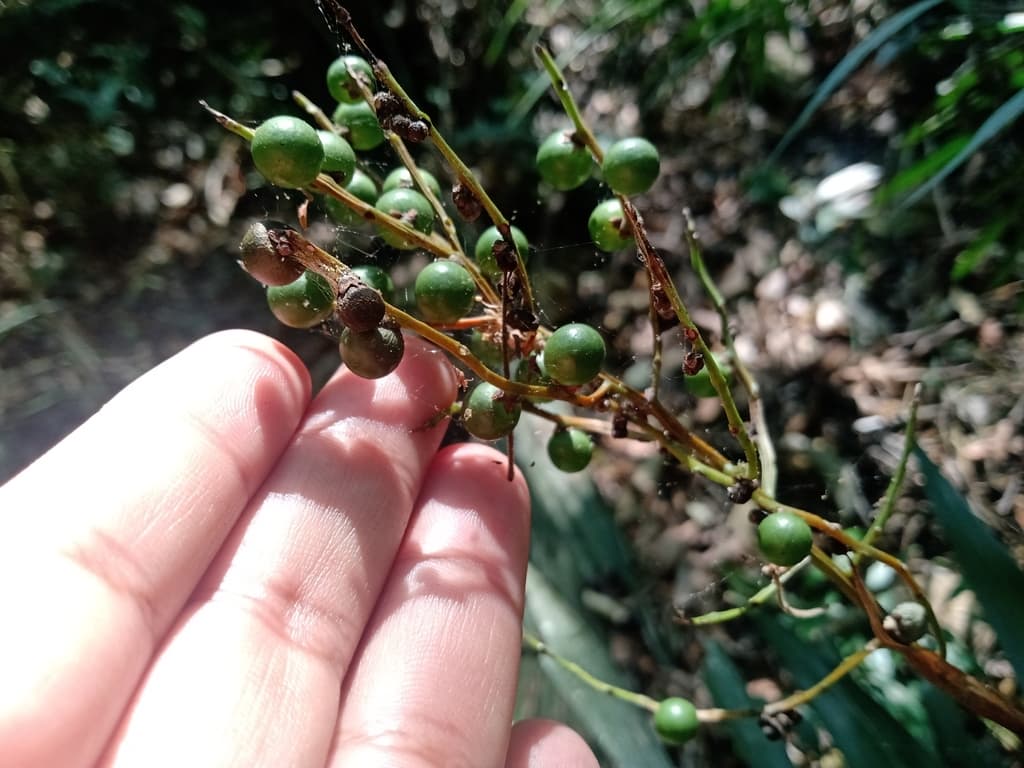 Botanical specimen of Chamaedorea Elegans.