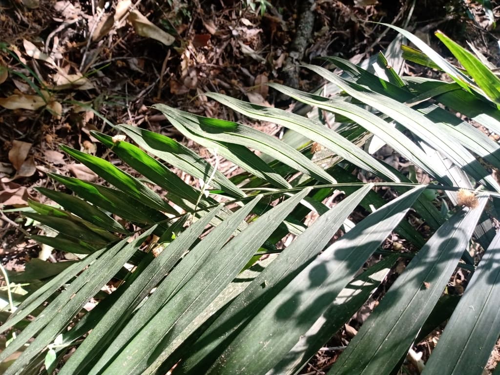 Botanical specimen of Chamaedorea Elegans.