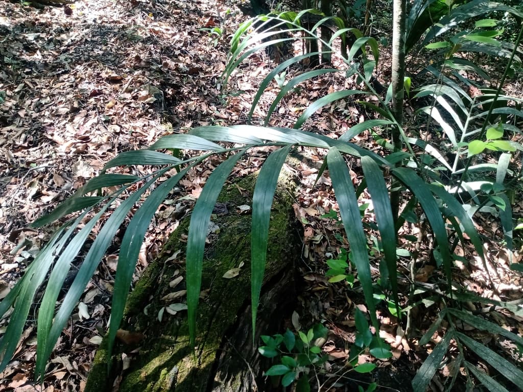 Botanical specimen of Chamaedorea Elegans.